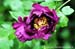 Rockii Peony: TAO HUA SHAN